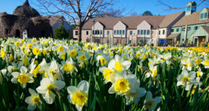 Large-cupped Daffodils