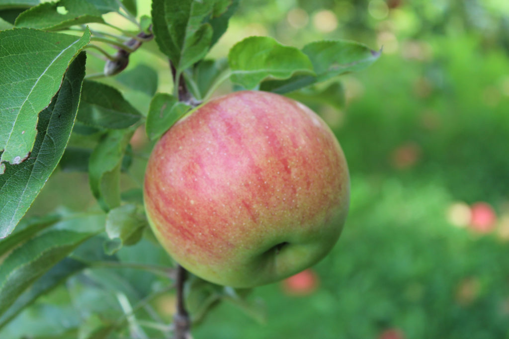 MN-Harvest-Apple-Picking-1024x682