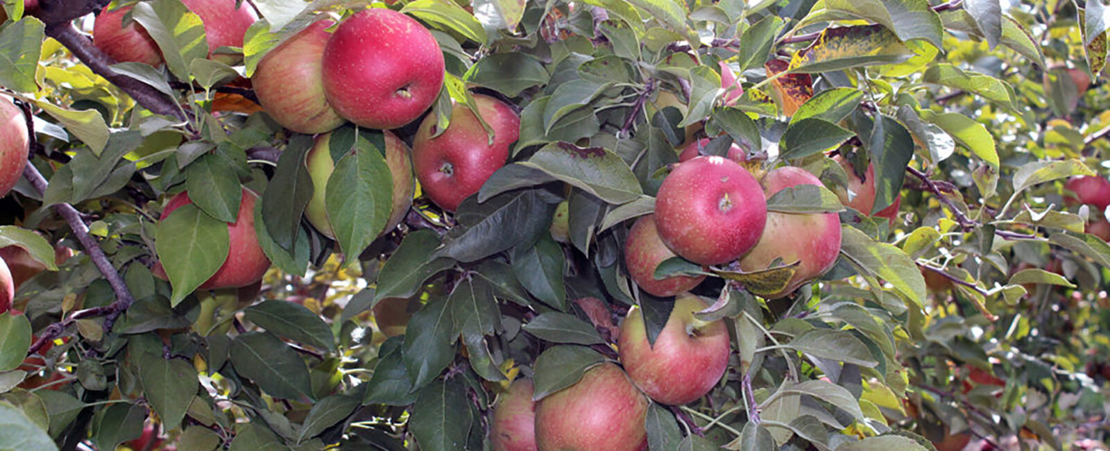 Minnesota-Harvest-Apple-Orchard-Jordan-Minnesota-1024x576