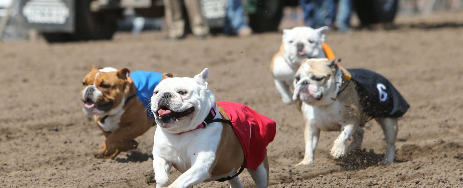 Running-of-the-Bulldogs