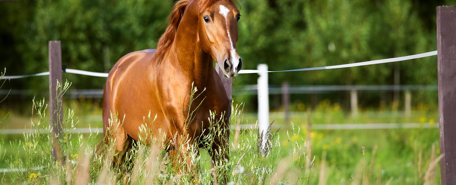 2025 Horse Expo Canterbury Park