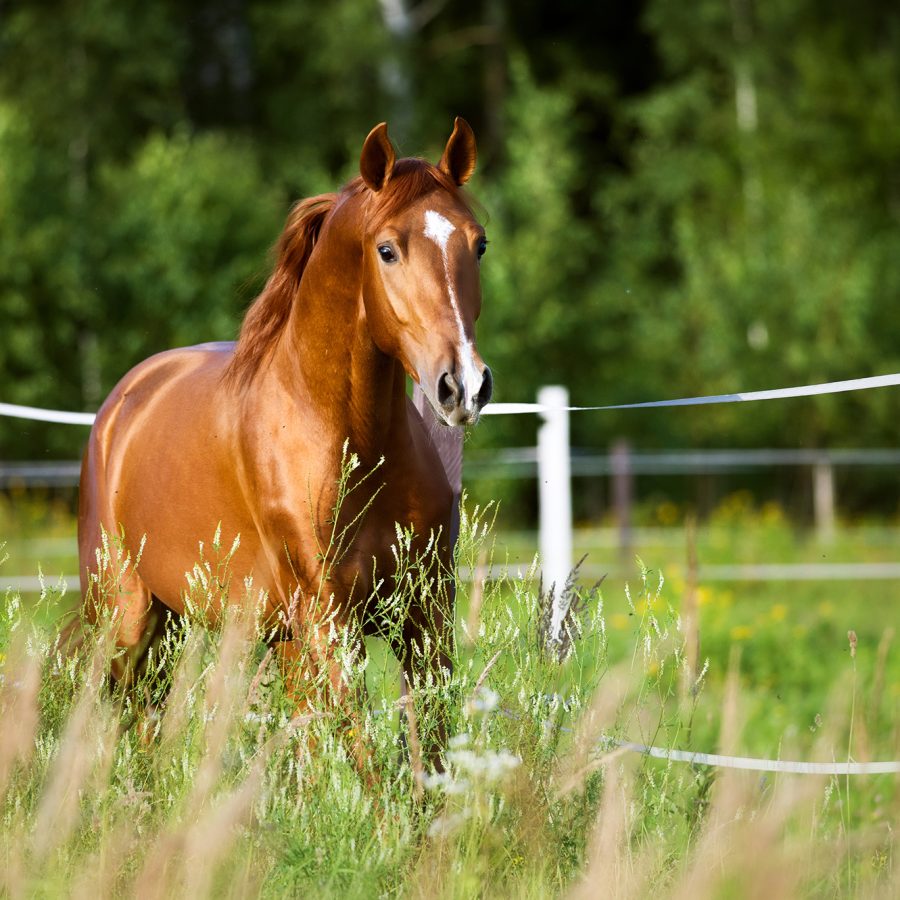 Minnesota Horse Expo 2025