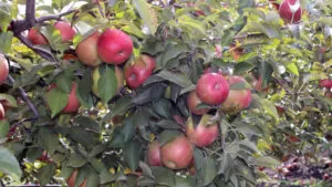 Minnesota-Harvest-Apple-Orchard-Jordan-Minnesota-1024x576