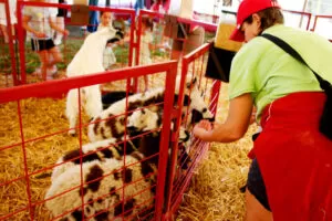 Severs-Corn-Maze-in-Shakopee-Minnesota-10