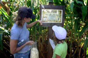 Severs-Corn-Maze-in-Shakopee-Minnesota-14
