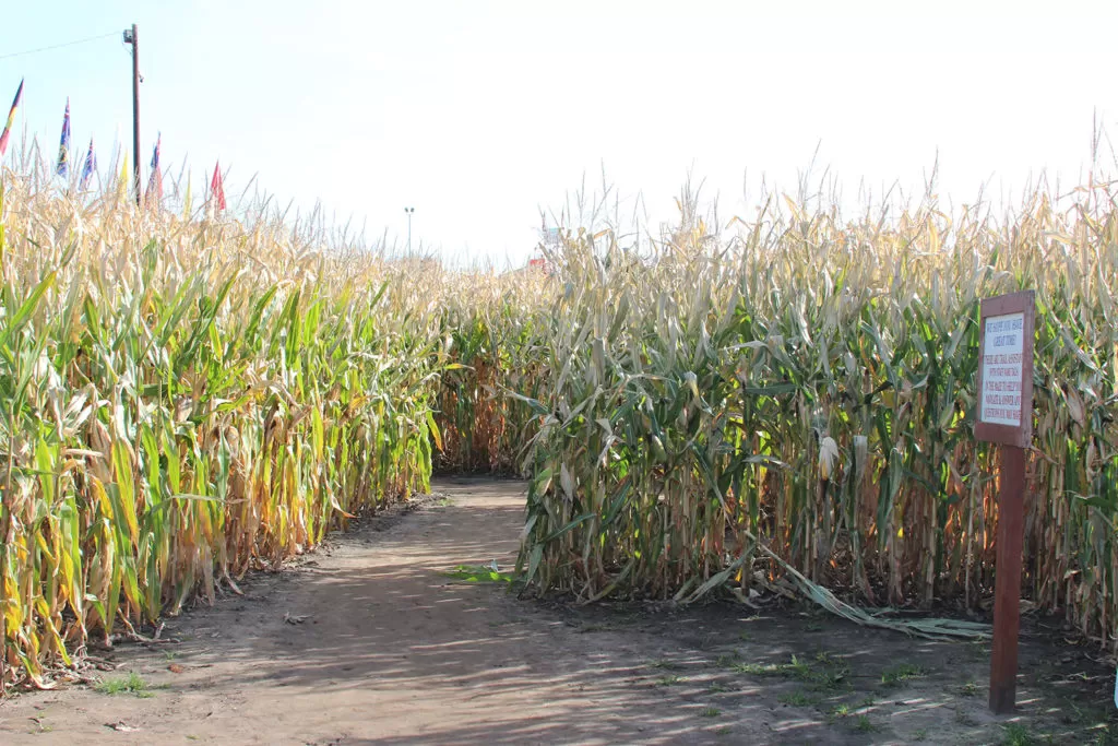 Severs-Fall-Festival-1024x683
