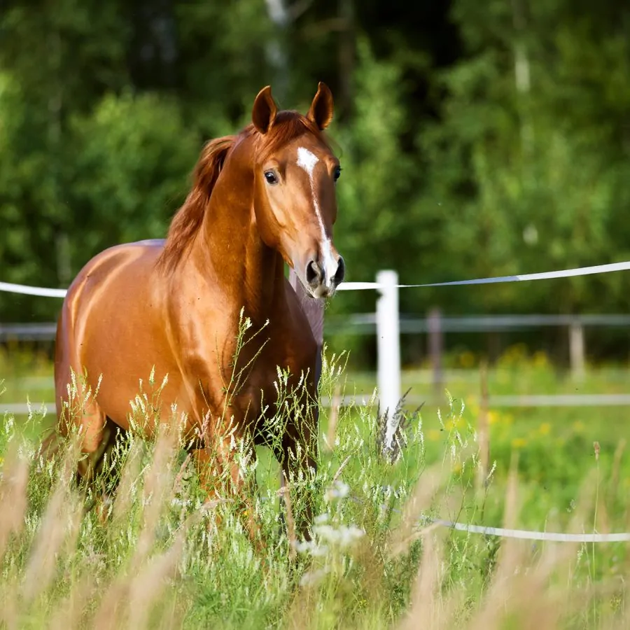 Minnesota Horse Expo 2025